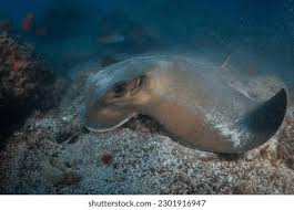 Image result for Myliobatis aquila