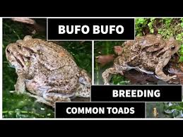 Attēlu rezultāti vaicājumam “Bufo bufo”