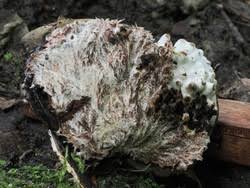 Attēlu rezultāti vaicājumam “Sporophagomyces chrysostomus”