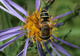 Attēlu rezultāti vaicājumam “Eristalis sp.”