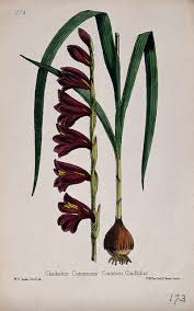 Attēlu rezultāti vaicājumam “Gladiolus imbricatus fruit”