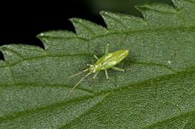 Attēlu rezultāti vaicājumam “Blepharidopterus angulatus”
