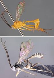 Attēlu rezultāti vaicājumam “Gynaephora selenitica larva”