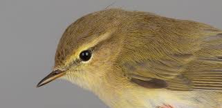 Attēlu rezultāti vaicājumam “Phylloscopus collybita adult”