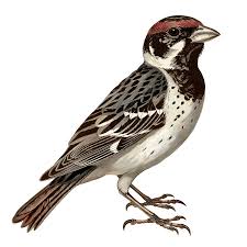 Image result for Chondestes grammacus