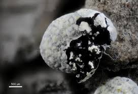 Attēlu rezultāti vaicājumam “Physarum, Nannengaella sp.”