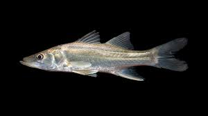 Image result for Centropomus undecimalis