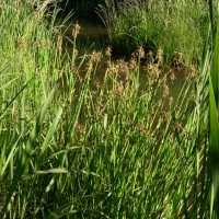 Attēlu rezultāti vaicājumam “Schoenoplectus lacustris subsp. glaucus fruit”
