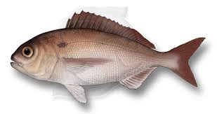 Image result for Pagellus bogaraveo