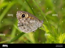 Attēlu rezultāti vaicājumam “Lasiommata maera underside”