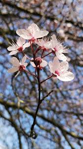 Attēlu rezultāti vaicājumam “Cerasus flower”