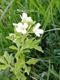 Attēlu rezultāti vaicājumam “Cardamine amara flower”