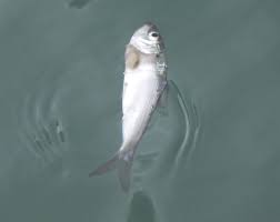 Image result for Alosa chrysochloris