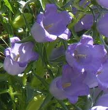 Image result for Campanula affinis