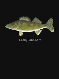 Image result for Sander vitreus