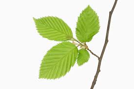 Attēlu rezultāti vaicājumam “Carpinus betulus leaf”