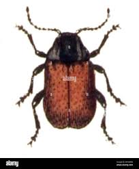 Attēlu rezultāti vaicājumam “Adoxus obscurus”