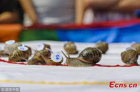 Image result for World Snail Racing Championships
