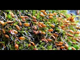 Attēlu rezultāti vaicājumam “Grimmia pulvinata sporophyte”