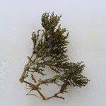 Attēlu rezultāti vaicājumam “Najas marina leaf”