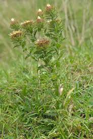 Attēlu rezultāti vaicājumam “Carlina vulgaris”
