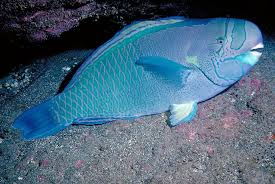 Image result for Chlorurus perspicillatus