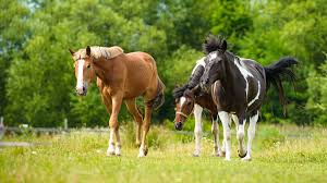 Afbeeldingsresultaat voor paarden