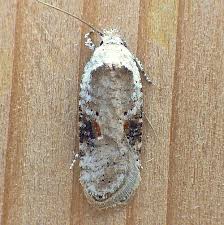 Attēlu rezultāti vaicājumam “Depressariidae”