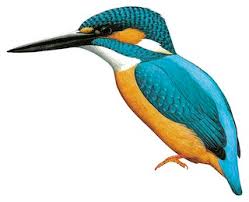 Attēlu rezultāti vaicājumam “Alcedo atthis”