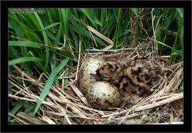 Attēlu rezultāti vaicājumam “Larus ridibundus eggs”