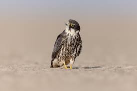 Attēlu rezultāti vaicājumam “Falco subbuteo adult”