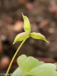Attēlu rezultāti vaicājumam “Isopyrum thalictroides fruit”
