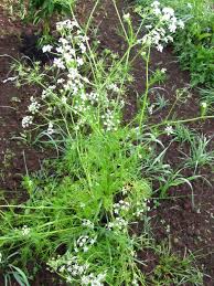 Image result for Carum carvi