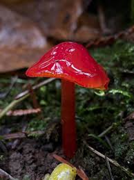 Attēlu rezultāti vaicājumam “Hygrocybe sp.”