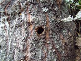 Attēlu rezultāti vaicājumam “Saperda carcharias”