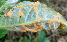 Attēlu rezultāti vaicājumam “Melampsora magnusiana”