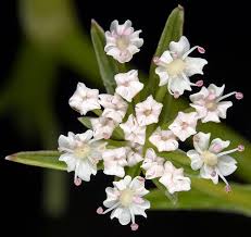 Attēlu rezultāti vaicājumam “Berula erecta”