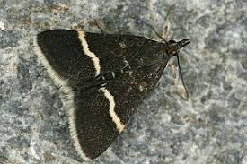 Attēlu rezultāti vaicājumam “Pyrausta cingulata”