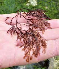 Attēlu rezultāti vaicājumam “Ceramium sp.”