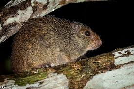 Attēlu rezultāti vaicājumam “Reticularia jurana macro”