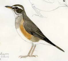 Image result for Turdus obscurus