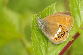 Attēlu rezultāti vaicājumam “Coenonympha hero”