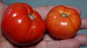 Afbeeldingsresultaat voor kosmonaut volkov 68D tomato