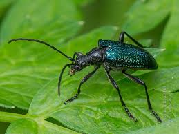 Attēlu rezultāti vaicājumam “Gaurotes virginea”