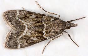 Attēlu rezultāti vaicājumam “Cribraria martinii macro”