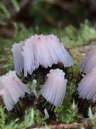 Attēlu rezultāti vaicājumam “Stemonitis fusca var. nigrescens stalked”