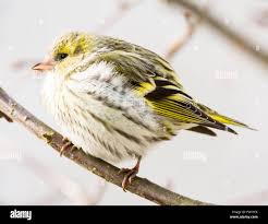 Attēlu rezultāti vaicājumam “Carduelis spinus female”