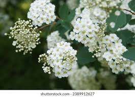 Attēlu rezultāti vaicājumam “Spiraea chamaedryfolia flower”