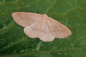 Attēlu rezultāti vaicājumam “Hylaea fasciaria”