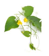 Attēlu rezultāti vaicājumam “Thladiantha dubia”